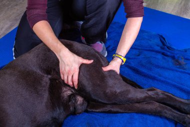  Bir köpeğin kalçasına doktor muayenehanesinde masaj yaptırılır.