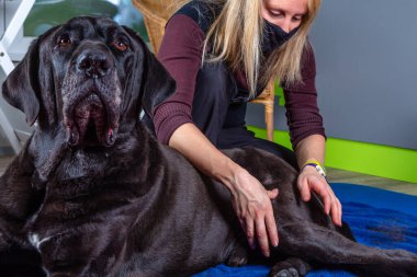 Büyük siyah bir köpeğe masaj.