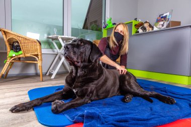 Uzun siyah köpek terapi sırasında masaj yaptırıyor.