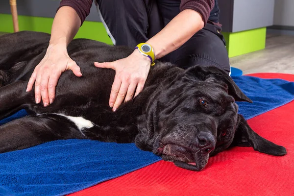 Terapi sırasında siyah bir köpeğe el masajı yapmanın ayrıntıları.