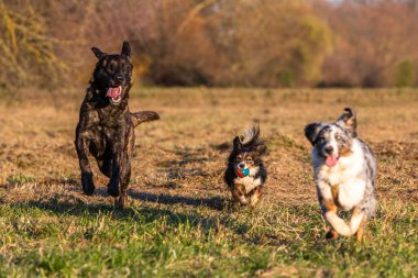 Üç köpek dışarıda top oynuyorlar ve eğleniyorlar.