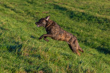 Yeşil çayırlarda koşan bir köpeğin profili