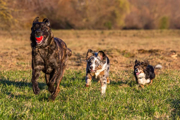 Tres Perros Jugando Wiht Una Pelota Aire Libre Divertirse —  Fotos de Stock