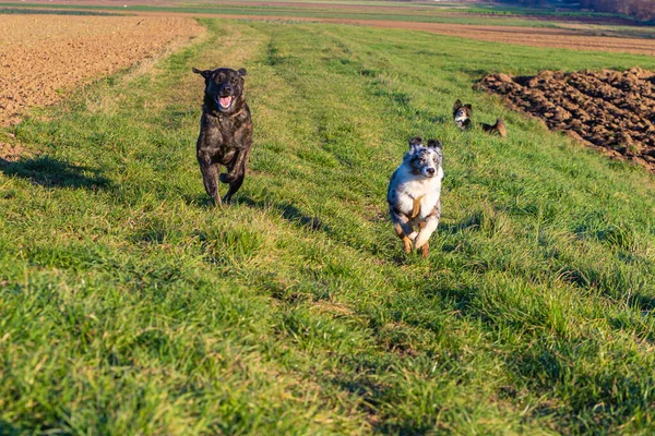 Deux Chiens Arrondissant Nos Portes Sur Une Prairie — Photo