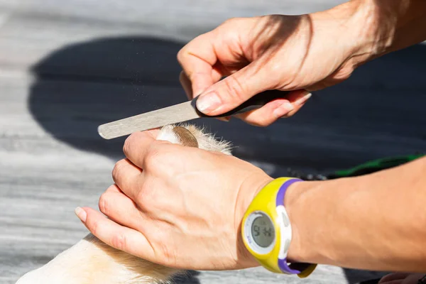 Hands File Work Claws Dog Nursery — Stock Photo, Image