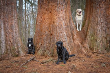 Redwoodtree 'nin önünde poz veren üç evcil köpek.