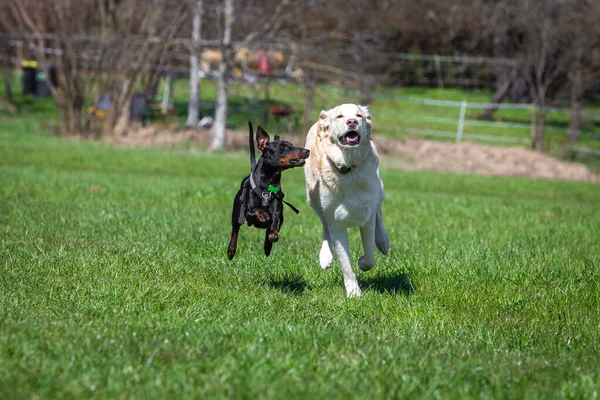 曼切斯特猎犬和Maremmano犬在草地上奔跑 — 图库照片