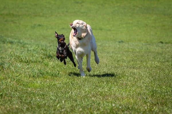 Игривые Собаки Бегут Зеленому Лугу — стоковое фото