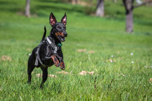 Manchester Terrier Que Acelera Prado Verde — Fotografia de Stock