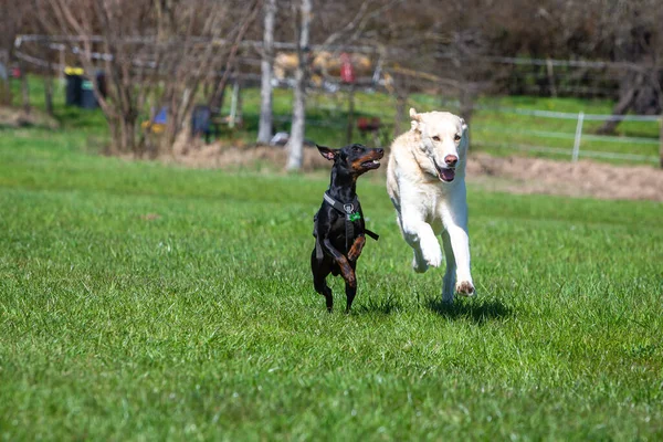 Manchester Terrier Maremmano Make Race Meadow — Stock Photo, Image