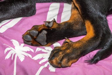 Çok güzel bir köpek yavrusunun çiğ pençesi.
