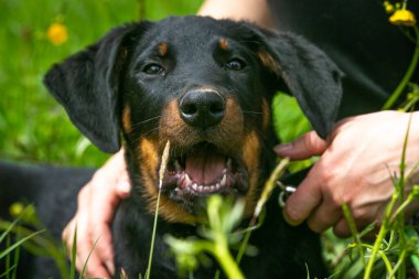 Küçük şirin bir köpek yavrusunun portresi.