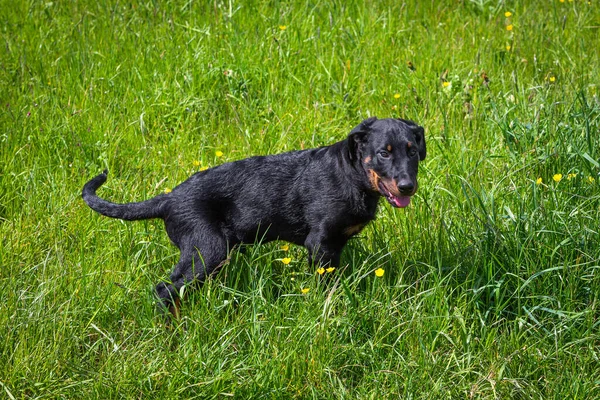 Beauceron Chiot Debout Sur Une Prairie Verte Par Une Journée — Photo