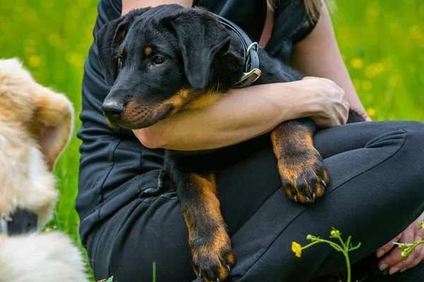 Portrait Young Beauceron Puppy Arm — Stock Photo, Image