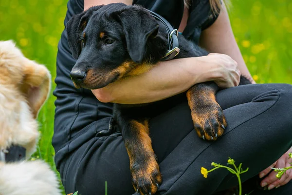 Portré Egy Fiatal Beauceron Kiskutyáról Karjában — Stock Fotó