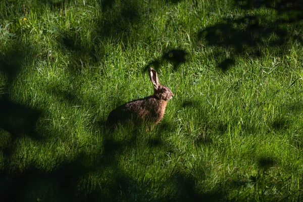 Brun Hare Sitter Gräset Avkopplande — Stockfoto
