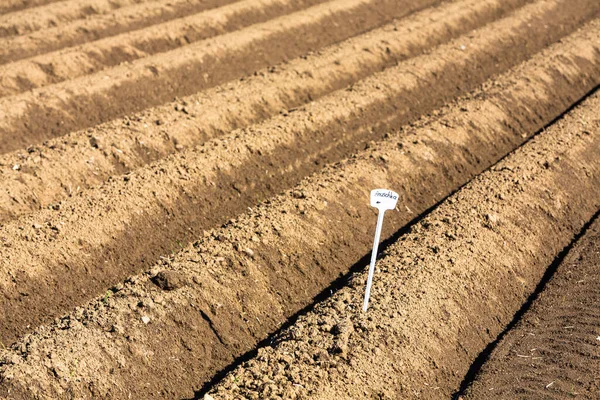 Märkta Rader Potatis Fältet — Stockfoto