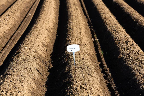 Märkta Rader Potatis Fältet — Stockfoto