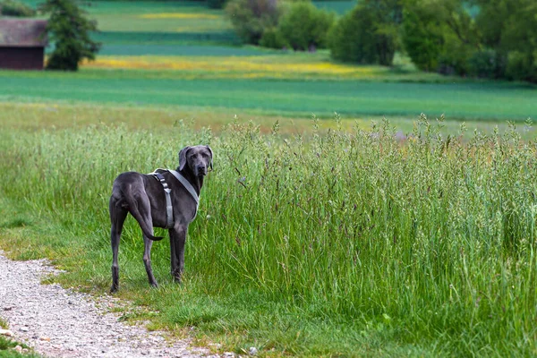 Grauer Weimaraner Auf Einer Grünen Wiese — Stockfoto