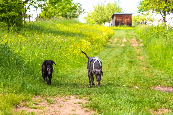 Zwei Hunde Auf Einer Grünen Wiese Kommen Zurück Besitzer — Stockfoto