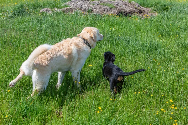 Young Puppy Dog Learning Older Dog — Photo