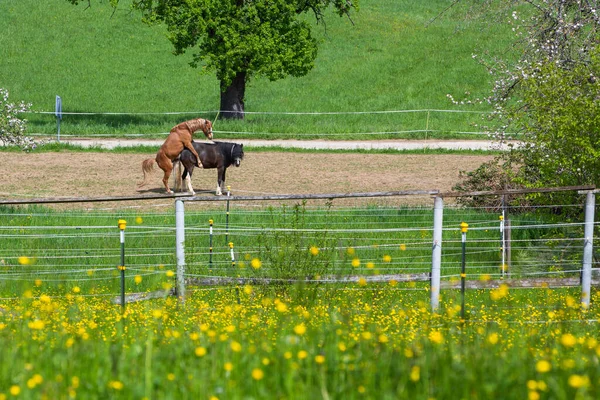 Horse Breeding Farm Paddock Meadows — Stock fotografie