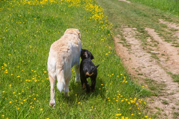 Small Puppy Older Dog Walking Meadow — Photo