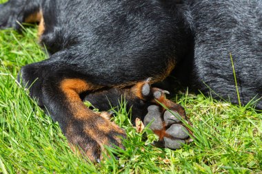 Beauceron yavru köpeğinin çift çiğ pençesinin ayrıntıları