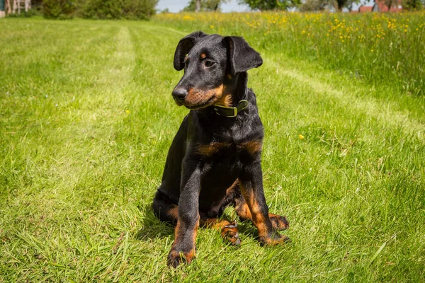 Jeune Chien Chiot Beauceron Assis Extérieur Dans Herbe Verte — Photo