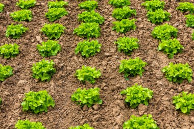 Tarlada farklı salat bitkileri yetişiyor.