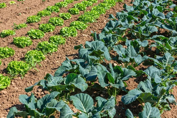 Plantas Salat Couve Rábano Crescem Campo — Fotografia de Stock