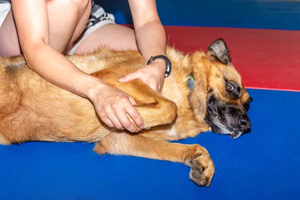 Alman çoban köpeğinin ön bacağının tedavisi