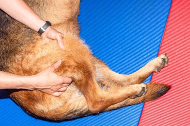 Alman çoban köpeğinin arka ayakları elle tedavi görüyor.