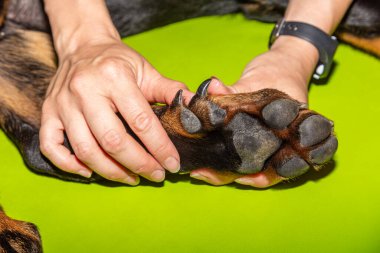 Tipik çift pençeli yavru bir köpeğin arka bacağının ayrıntıları.