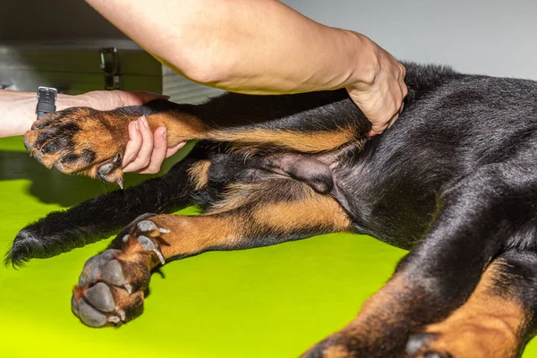 detail of the treatment on the rear legs of a dog in physical therapy