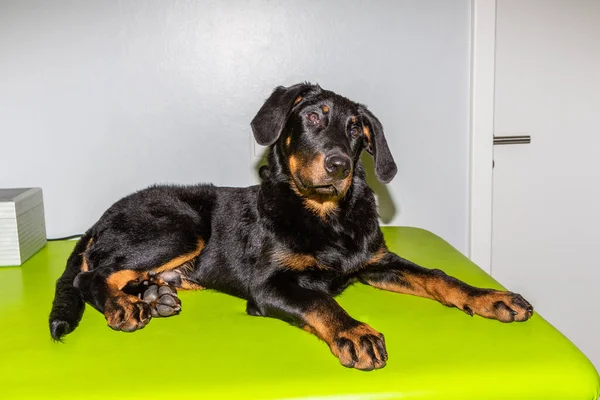 Lindo Beauceron Cachorro Perro Retrato Acostado Banco Veteranos Oficina —  Fotos de Stock