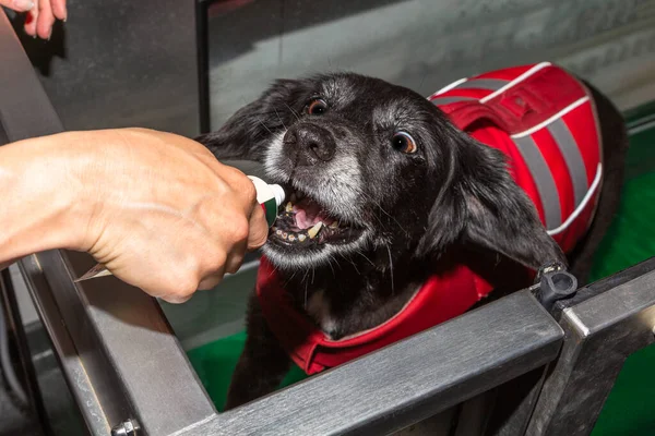 dog gets motivated with food during therapy in a water treadmill