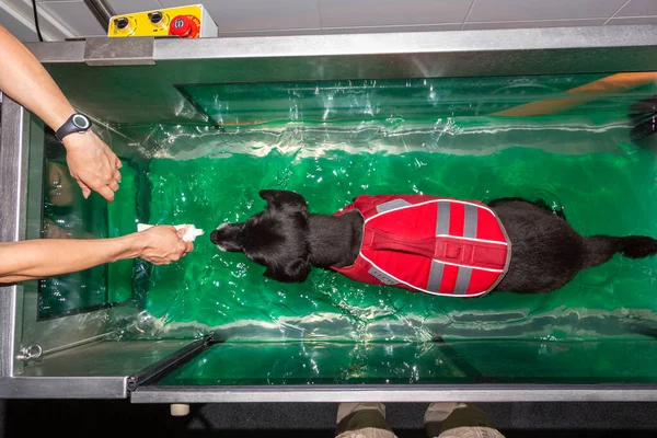 Fizik tedavi sırasında koşu bandında yürüyen bir köpek.