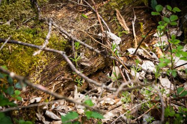 Bir ormanda yerde, yaprakların arasına gizlenmiş küçük bir fare.