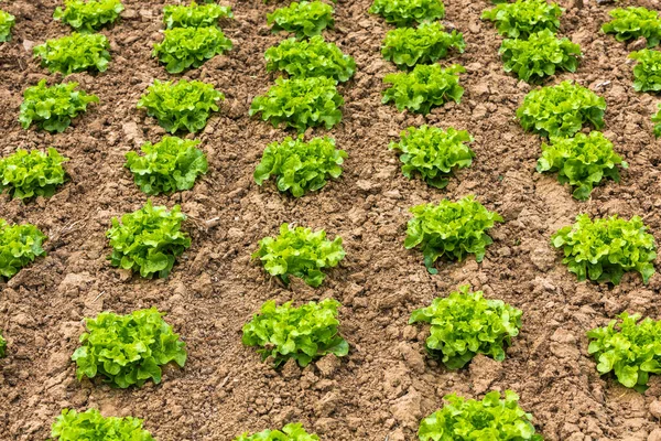 Diferentes Plantas Salat Que Crecen Hileras Campo — Foto de Stock