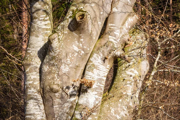 Tronco Albero Ritorto Autunno Nei Colori Marrone — Foto Stock