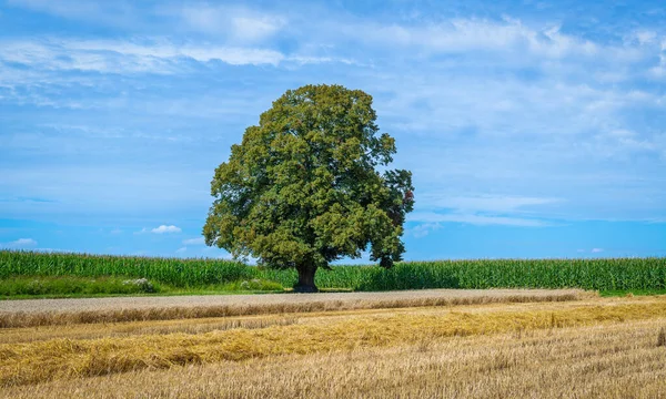 Limetria Alta Con Campo Grano Raccolto Campo Mais Sullo Sfondo — Foto Stock