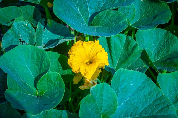 Nærmere Opplysninger Blomst Hokaido Plante Hagen – stockfoto