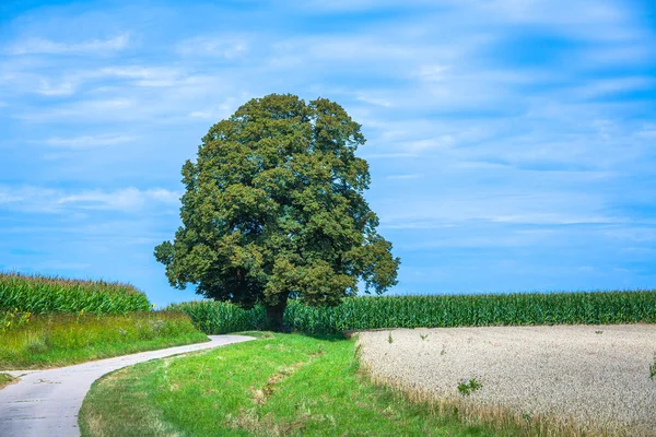 Single Lime Tree Street Fields — Stock Photo, Image