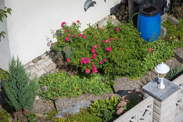 Gartendetail Mit Steinmauer Und Rosen — Stockfoto