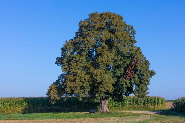 Большое Единственное Известняковое Дерево Кукурузное Поле Голубое Небо — стоковое фото