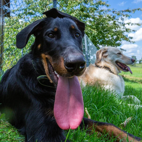 Funny Pet Long Tongue Cooling Shaddow — Stock Photo, Image