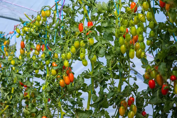 Tomates Prunes Vertes Rouges Poussent Dans Une Serre Chaude — Photo