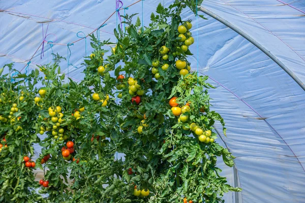 Tomates Vertes Rouges Poussant Dans Une Serre Chaude — Photo