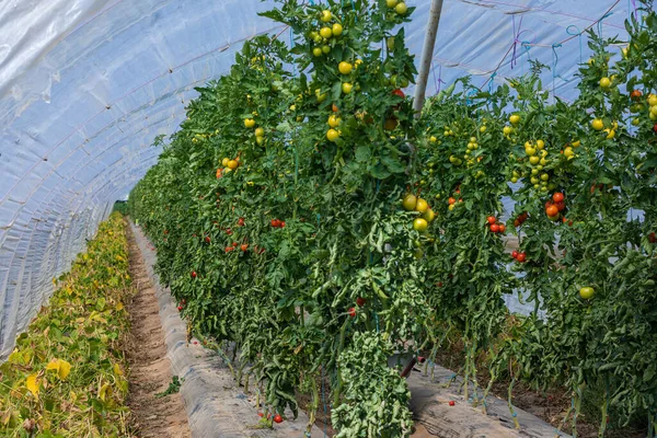 Greenhouse Many Growing Tomatoes — Stock Photo, Image